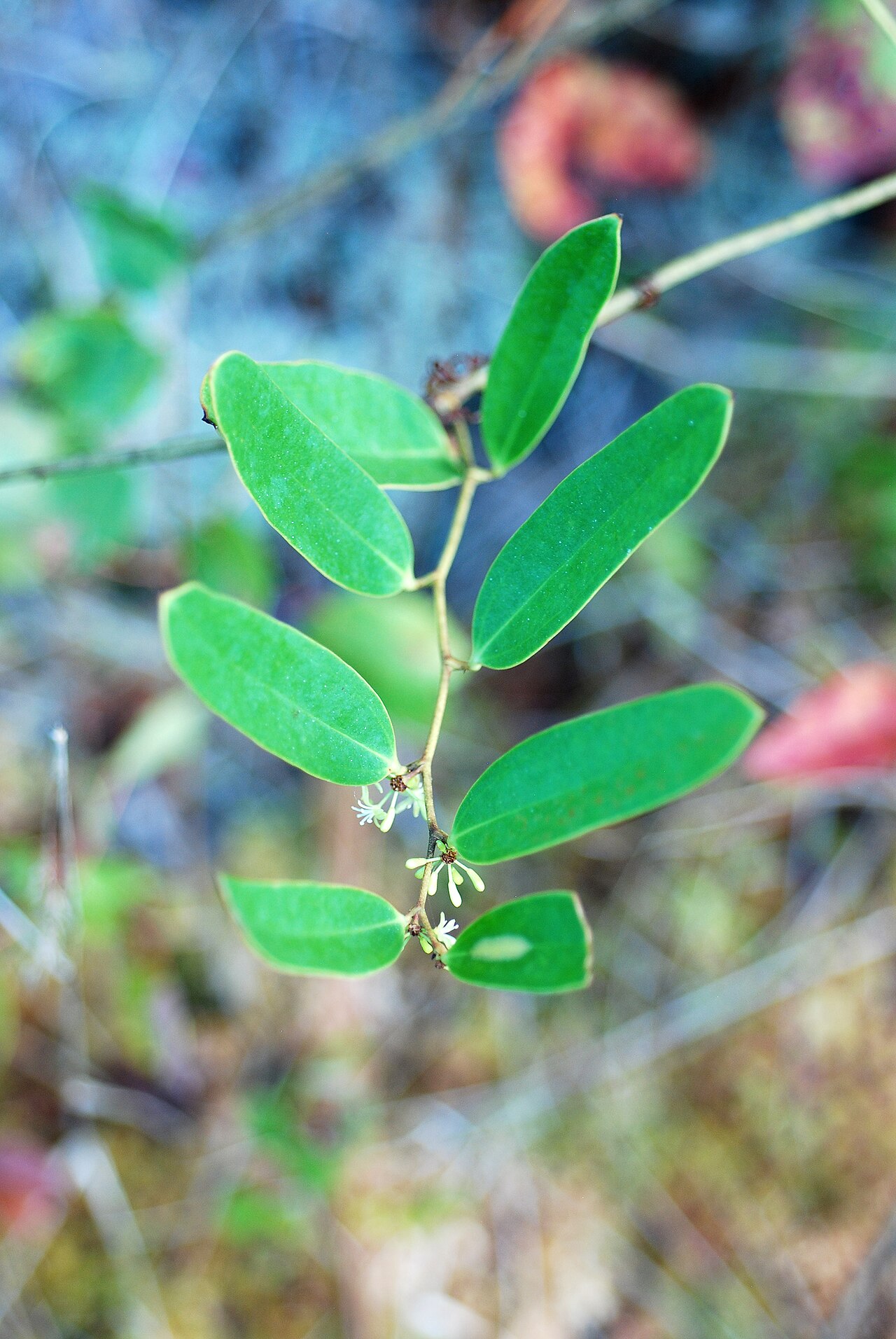 Laurel Greenbrier (Smilax laurifolia) - PlantNative.org Laurel Greenbrier (Smilax laurifolia) stem with glossy, narrow, laurel-shaped evergreen leaves