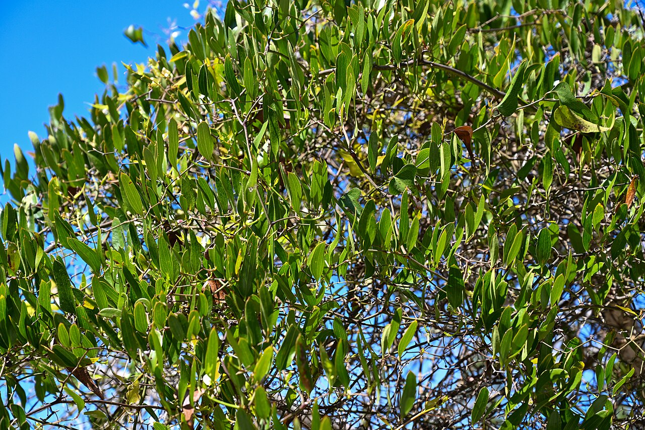 Laurel Greenbrier (Smilax laurifolia) - PlantNative.org Dense tangle of laurel greenbrier foliage climbing into tree canopy on Sapelo Island, Georgia