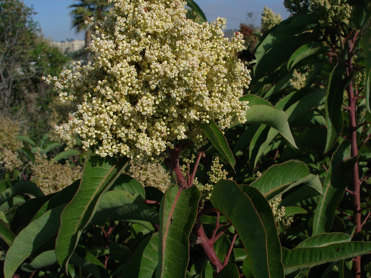 Laurel sumac (Malosma laurina) shrub with a large creamy white flower cluster being visited by a bumblebee, reddish stems and folded taco-shaped leaves