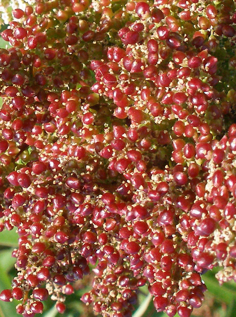 Dense cluster of small reddish fruits (drupes) of laurel sumac (Malosma laurina) ripening in summer