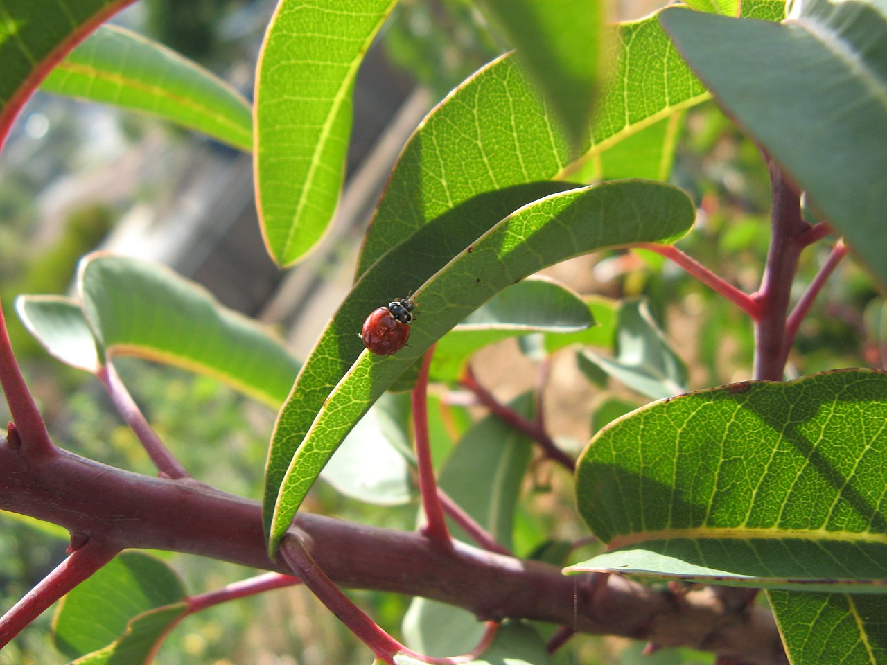 Close-up of the glossy, reddish-stemmed, taco-folded leaves of laurel sumac (Malosma laurina) with a ladybug resting on a leaf