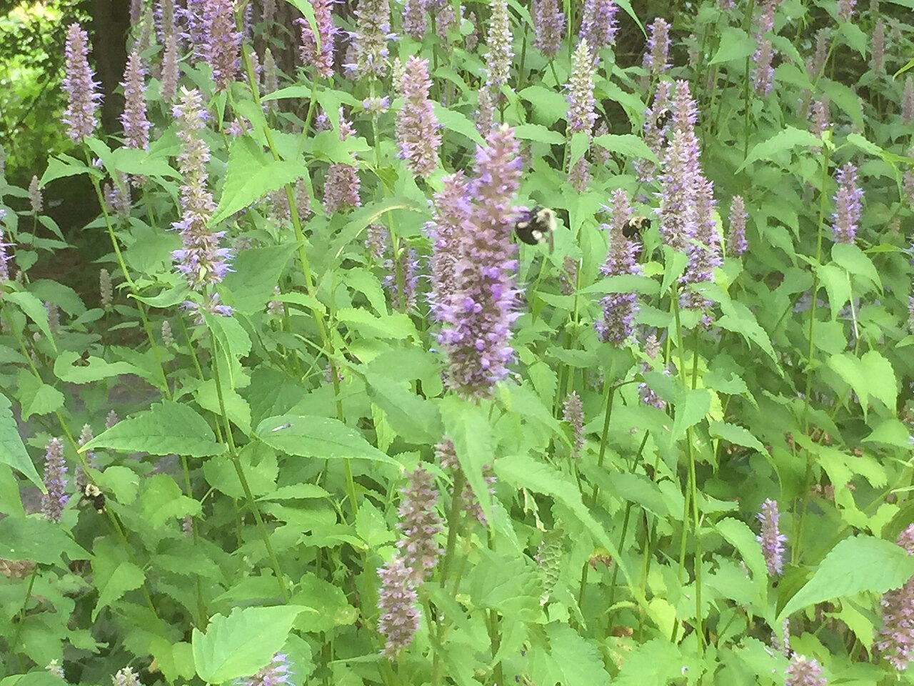 Lavender Hyssop / Anise Hyssop (Agastache foeniculum) - PlantNative.org Bumblebees foraging on a stand of lavender hyssop (Agastache foeniculum) flower spikes