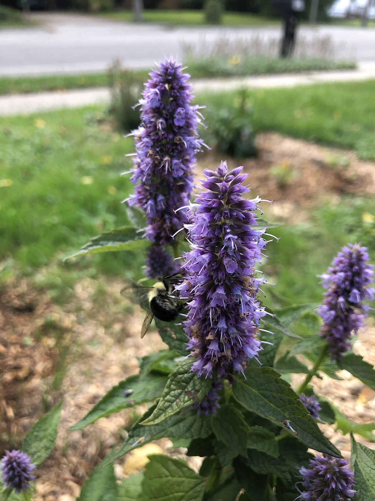 Lavender Hyssop / Anise Hyssop (Agastache foeniculum) - PlantNative.org Close-up of lavender hyssop (Agastache foeniculum) flower spike with a bumblebee foraging