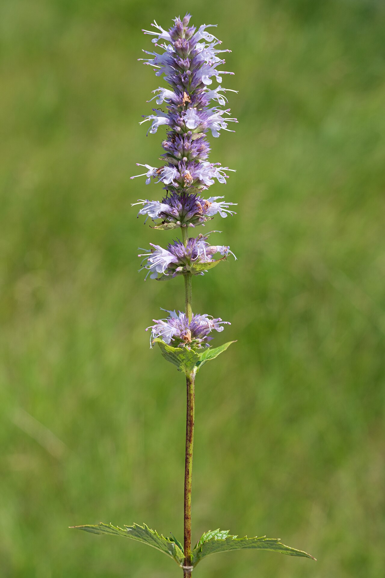 Lavender Hyssop / Anise Hyssop (Agastache foeniculum) - PlantNative.org Lavender hyssop / Anise hyssop (Agastache foeniculum) flowering spike growing wild at Glacial Ridge National Wildlife Refuge, Minnesota