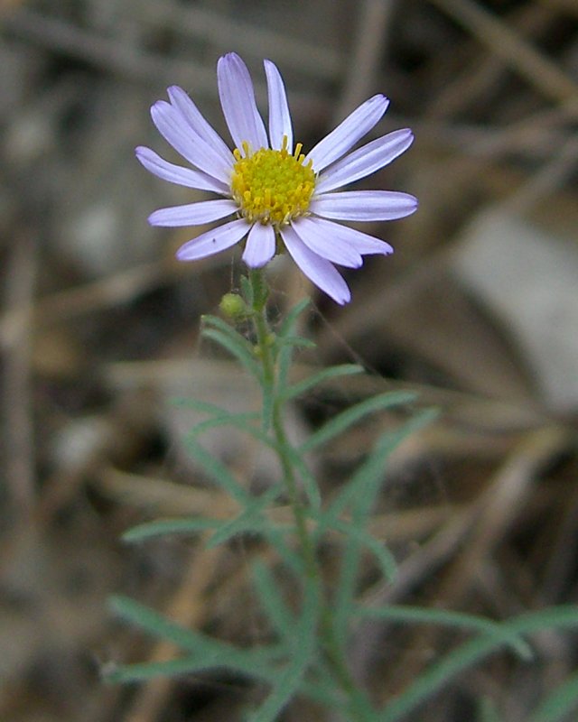 Leafy Fleabane (Erigeron foliosus) - PlantNative.org Close-up of a single leafy fleabane flower showing pale purple ray petals, yellow disc florets, and the narrow leafy stem below