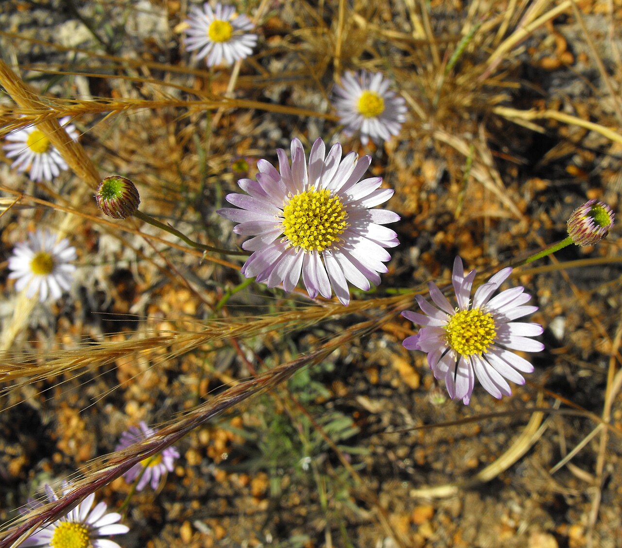 Leafy Fleabane (Erigeron foliosus) - PlantNative.org Cluster of leafy fleabane (Erigeron foliosus) flowers with pale purple ray petals and yellow centers growing among dried grasses