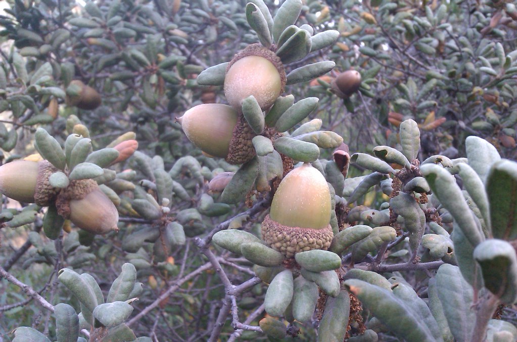 Leather Oak (Quercus durata) - PlantNative.org Clusters of acorns ripening among cupped leathery leaves of leather oak (Quercus durata)