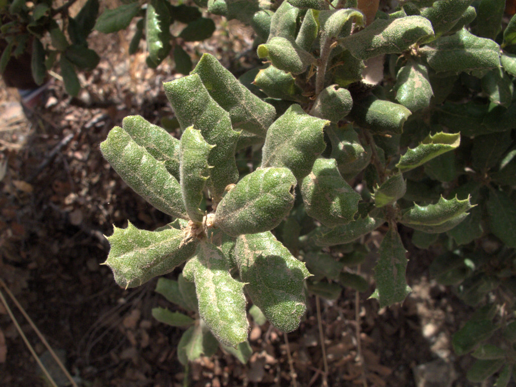 Leather Oak (Quercus durata) - PlantNative.org Close-up of thick, cupped, leathery leaves of leather oak (Quercus durata)