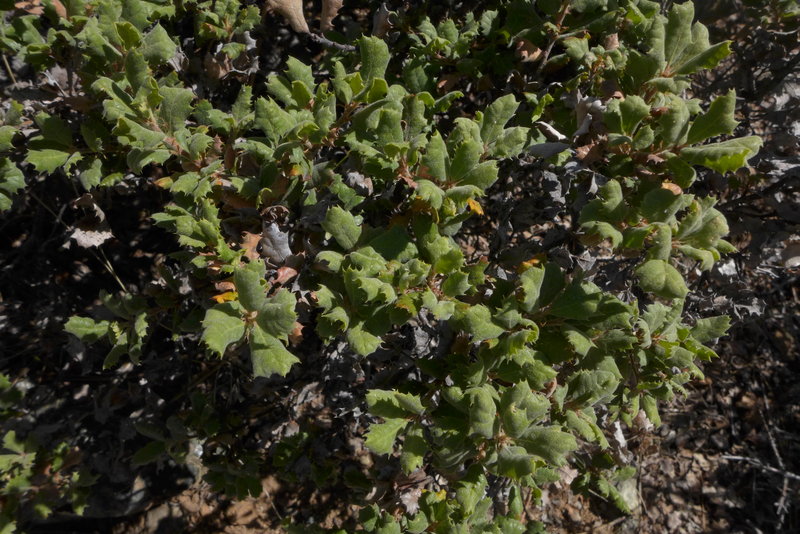 Leather Oak (Quercus durata) - PlantNative.org Dense wild leather oak (Quercus durata) shrub with gray-green concave leathery leaves growing on serpentine soil in California