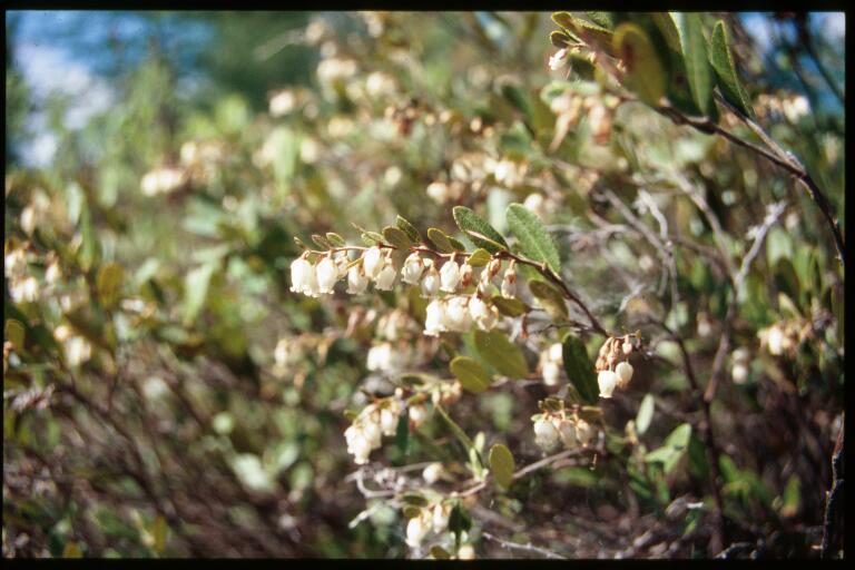 Leatherleaf (Chamaedaphne calyculata) - PlantNative.org Leatherleaf (Chamaedaphne calyculata) branch with rows of small white bell-shaped flowers along a bog edge in Minnesota