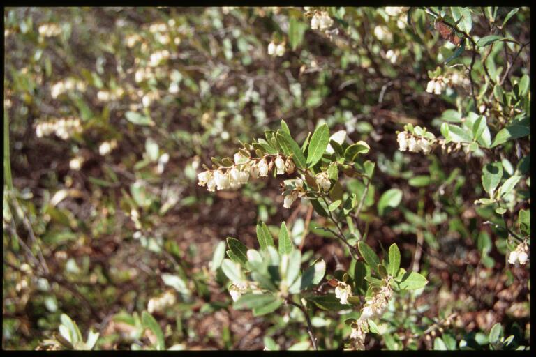 Leatherleaf (Chamaedaphne calyculata) - PlantNative.org Leatherleaf (Chamaedaphne calyculata) growing in its natural bog habitat with associated low shrubs in Minnesota