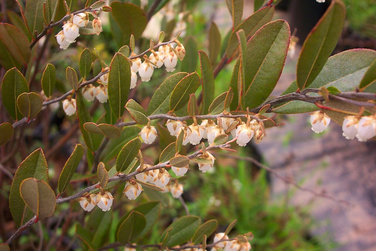 Leatherleaf (Chamaedaphne calyculata) - PlantNative.org Close-up of leatherleaf (Chamaedaphne calyculata) showing leathery oblong leaves with reddish margins and rows of small white urn-shaped flowers