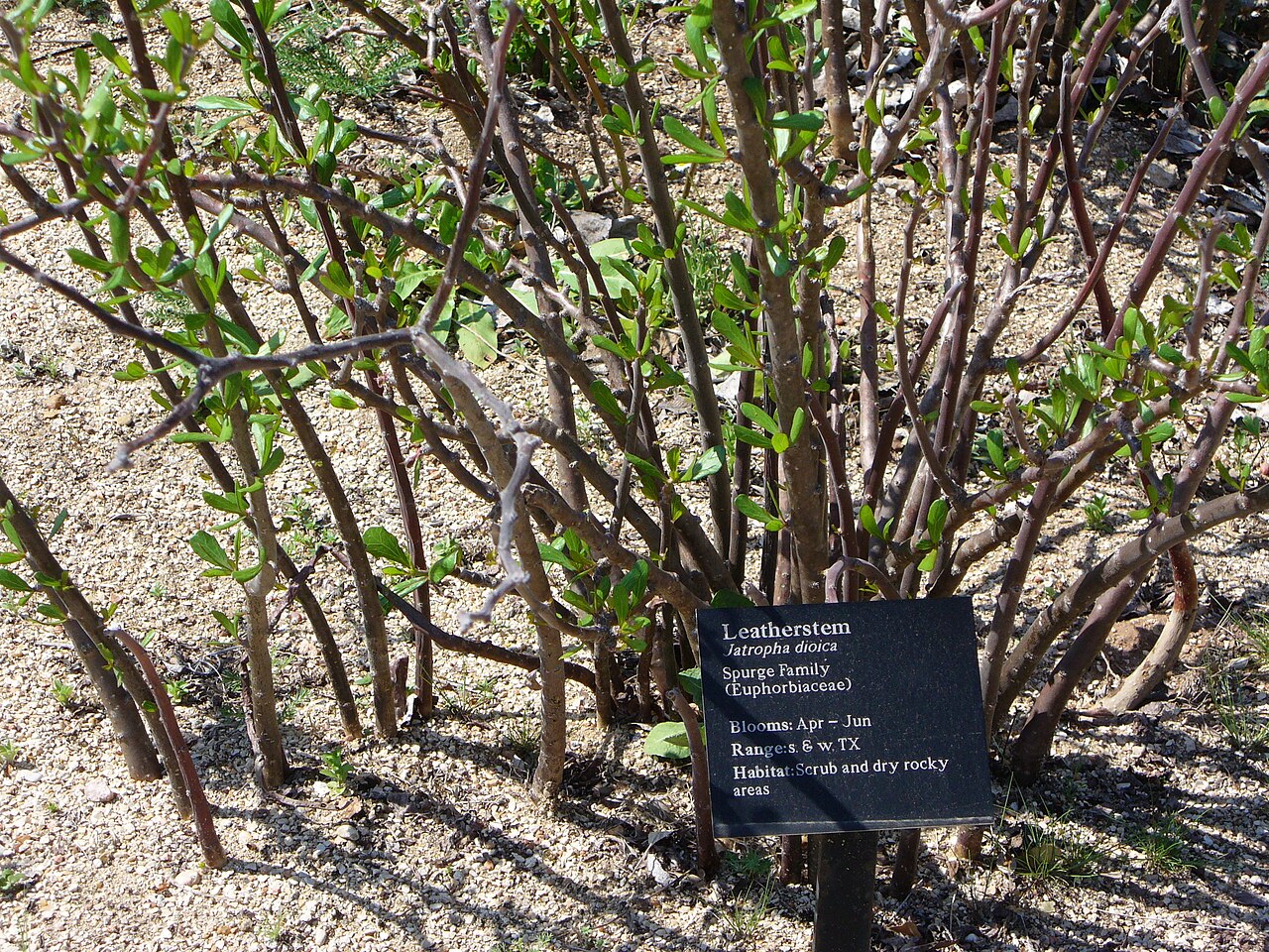 Leatherstem (Jatropha dioica) - PlantNative.org Leatherstem (Jatropha dioica) growing as a clump of upright, leathery reddish-brown stems in dry, rocky Texas soil
