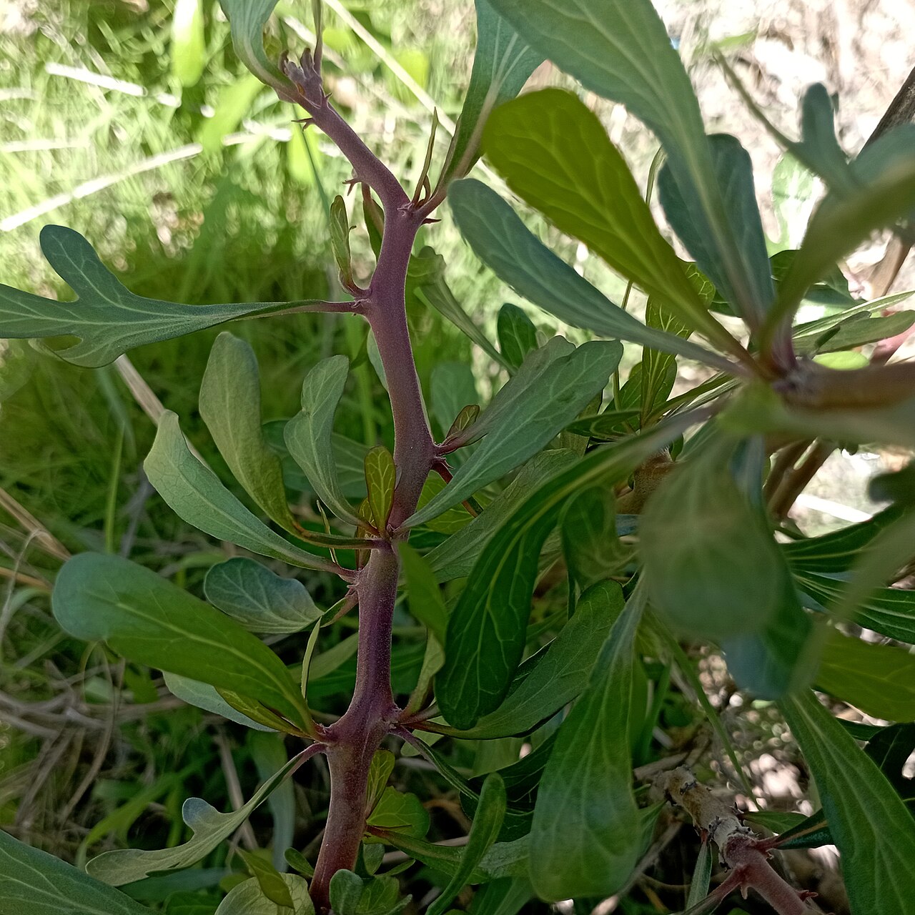 Leatherstem (Jatropha dioica) - PlantNative.org Close-up of Leatherstem (Jatropha dioica) reddish stems and lobed grayish-green leaves