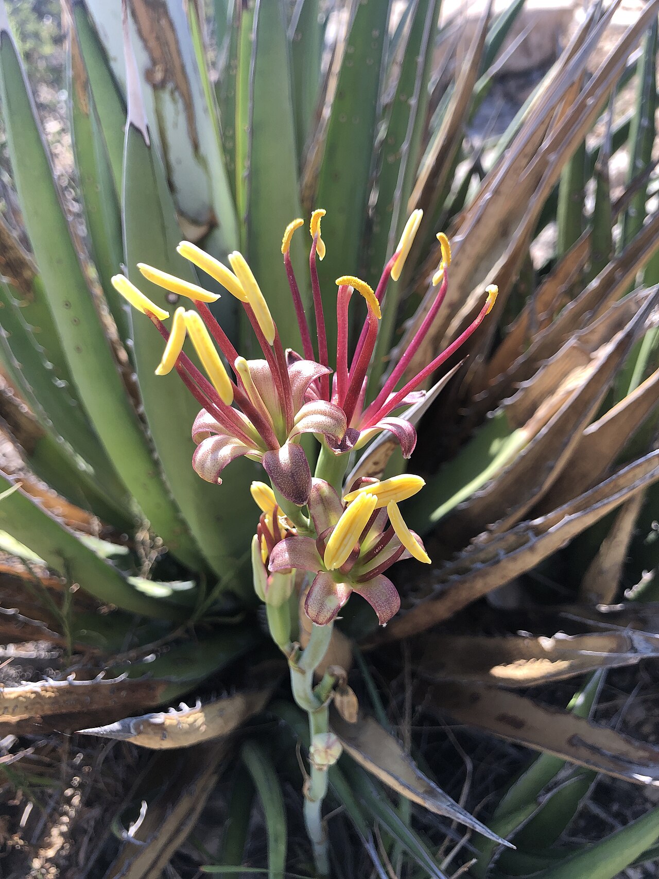 Lechuguilla (Agave lechuguilla) - PlantNative.org Close-up of lechuguilla (Agave lechuguilla) flowers with long purplish-red filaments and yellow anthers