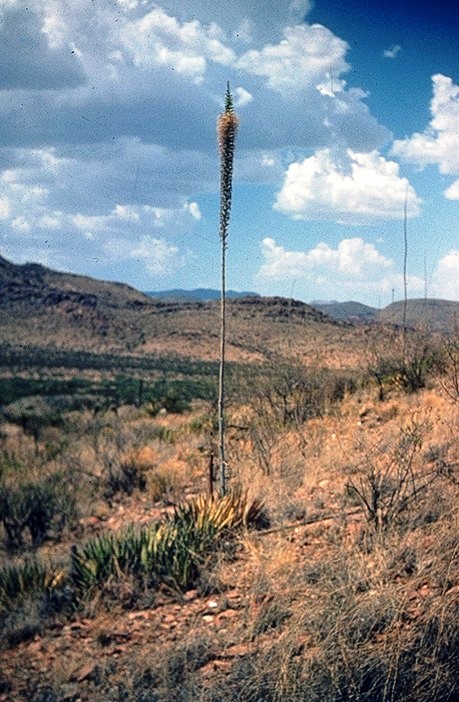 Lechuguilla (Agave lechuguilla) - PlantNative.org Lechuguilla (Agave lechuguilla) plants with a tall flower stalk growing on a rocky Chihuahuan Desert hillside near Van Horn, Texas