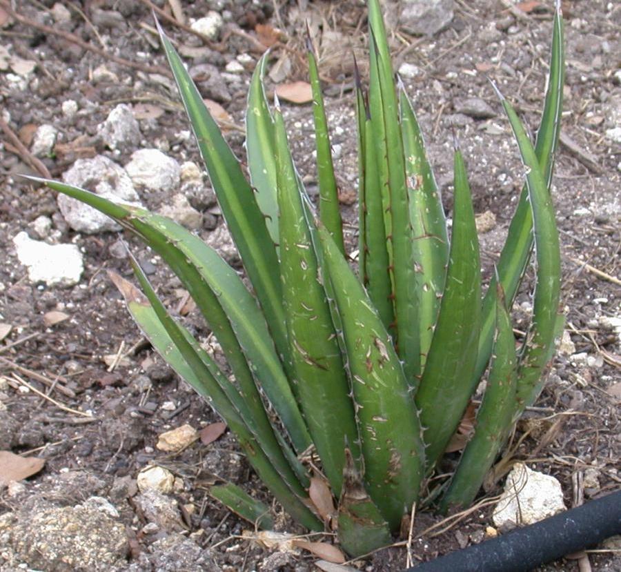Lechuguilla (Agave lechuguilla) - PlantNative.org Lechuguilla (Agave lechuguilla) rosette of narrow, sharp-tipped gray-green leaves