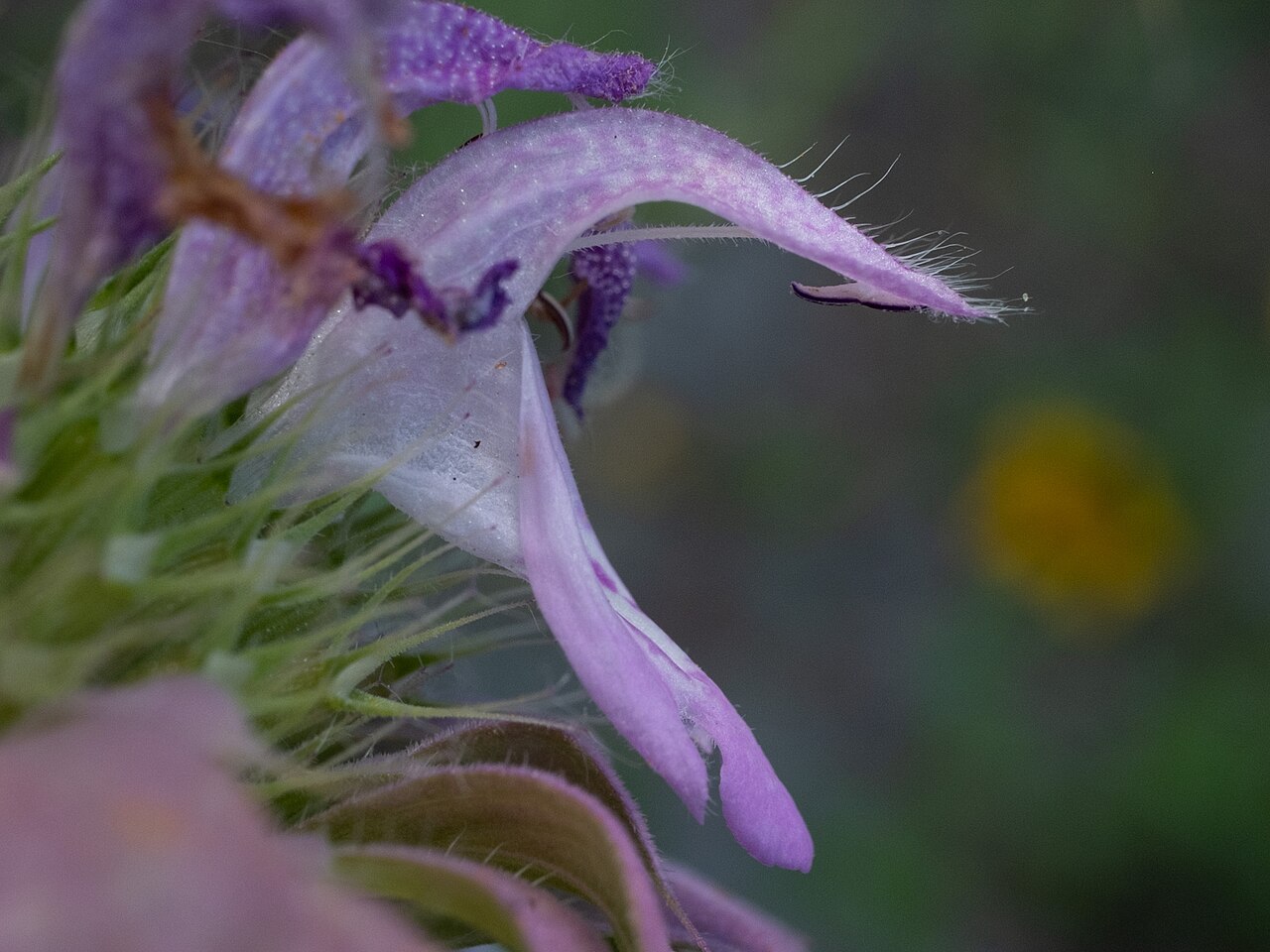 Lemon Beebalm (Monarda citriodora) - PlantNative.org Close-up of a single Monarda citriodora flower showing the long arched, hairy upper lip and spotted lower lip typical of the mint family