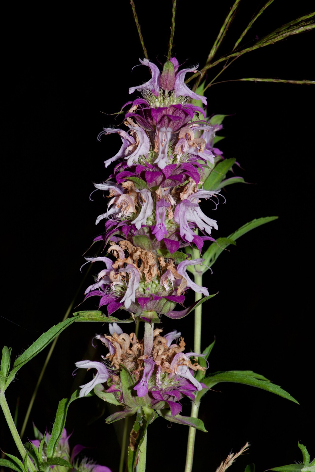 Lemon Beebalm (Monarda citriodora) - PlantNative.org Monarda citriodora flower spike with deep purple-tinged bracts and foliage visible