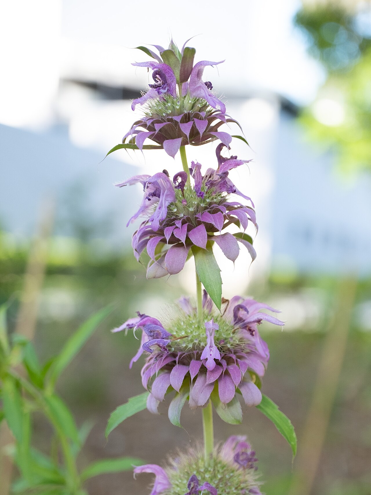 Lemon Beebalm (Monarda citriodora) - PlantNative.org Lemon beebalm (Monarda citriodora) flower spike showing tiered whorls of lavender-pink tubular flowers