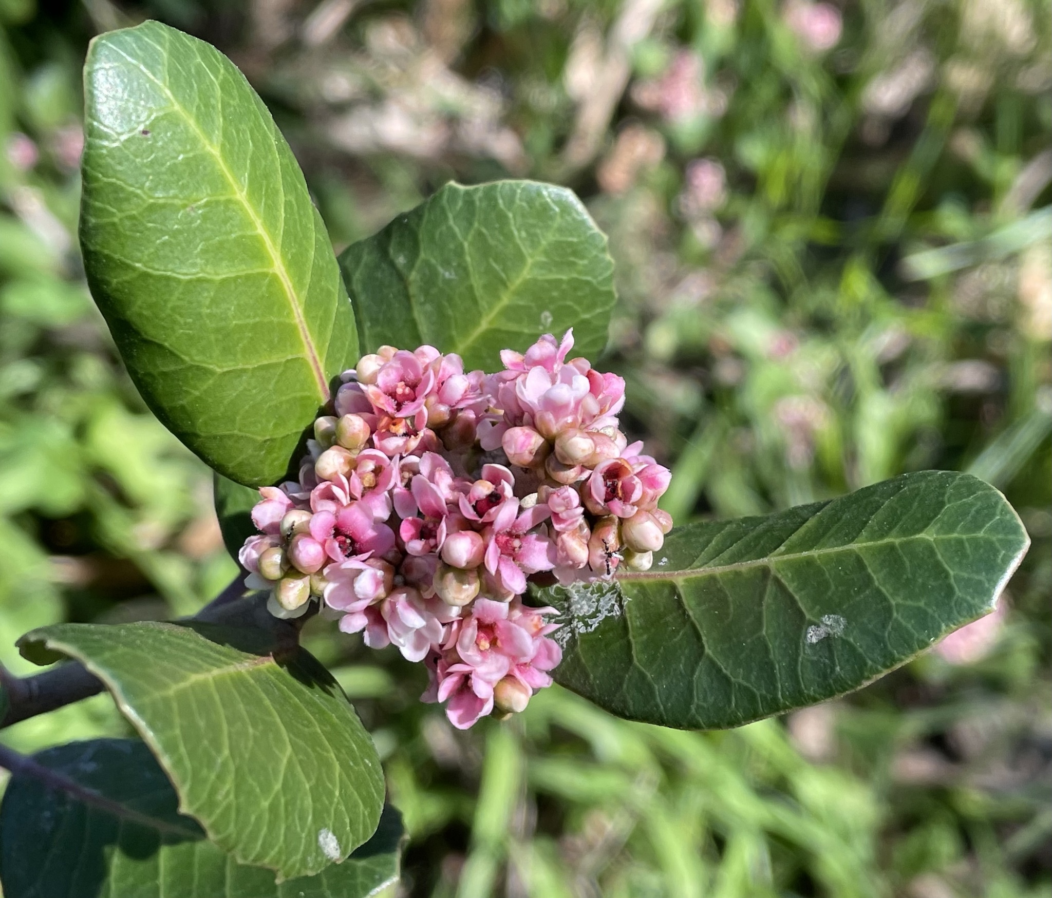Lemonade Berry (Rhus integrifolia) - PlantNative.org Close-up of lemonade berry (Rhus integrifolia) flower clusters at Pottery Canyon Natural Park, San Diego, California