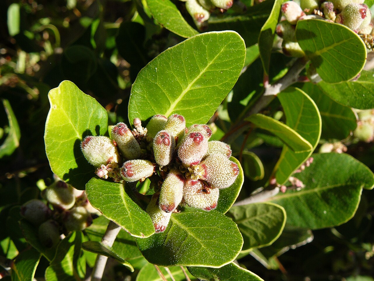Lemonade Berry (Rhus integrifolia) - PlantNative.org Clusters of ripe, fuzzy red fruits on lemonade berry (Rhus integrifolia) at Mission Trails Regional Park, San Diego, California