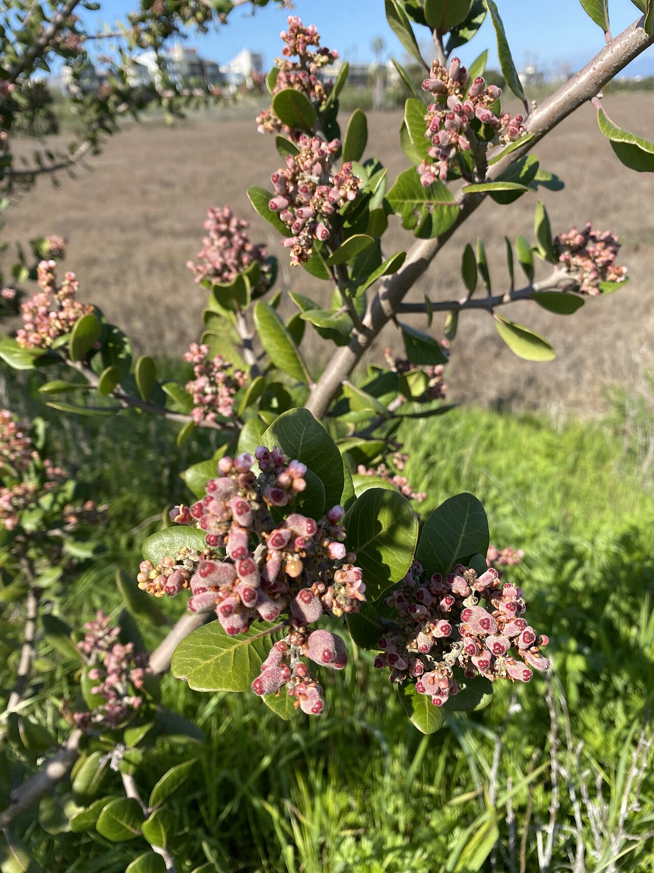 Lemonade Berry (Rhus integrifolia) - PlantNative.org Lemonade berry (Rhus integrifolia) shrub with glossy evergreen leaves and clusters of pink flower buds growing at Ballona wetlands, California