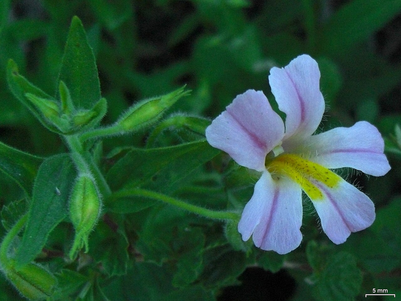 Lewis Monkeyflower (Erythranthe lewisii) - PlantNative.org Close-up of a single pale pink Lewis monkeyflower (Erythranthe lewisii) showing the flared petal lobes and yellow hairy throat