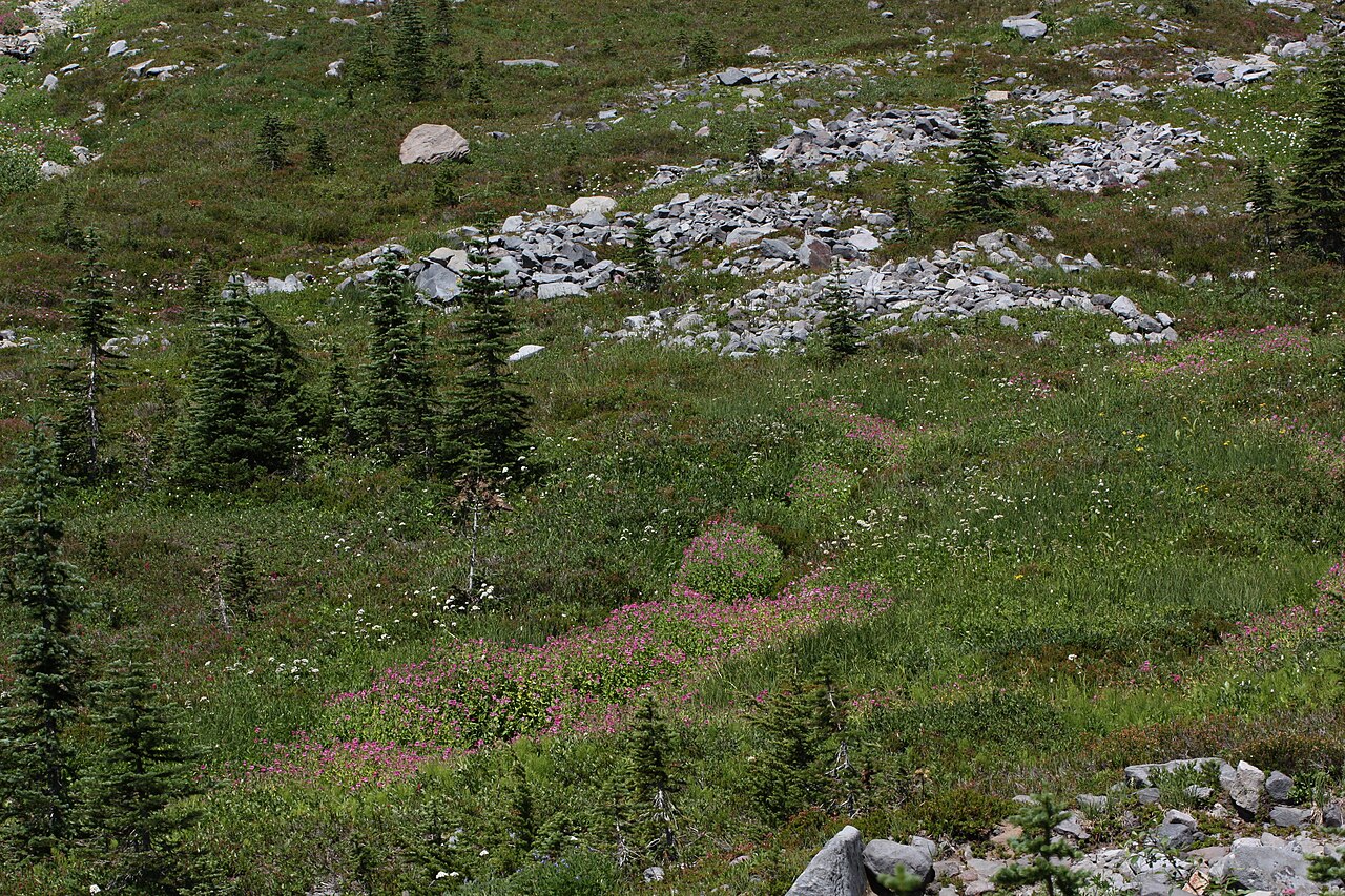 Lewis Monkeyflower (Erythranthe lewisii) - PlantNative.org Lewis monkeyflower (Erythranthe lewisii) growing in pink patches along a subalpine seep in a rocky mountain meadow