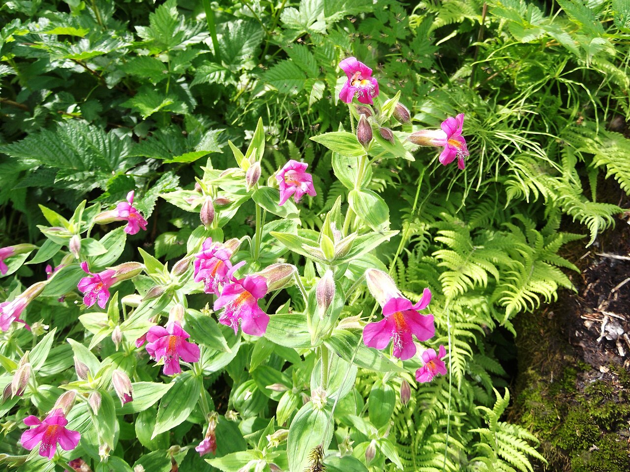 Lewis Monkeyflower (Erythranthe lewisii) - PlantNative.org Lewis monkeyflower (Erythranthe lewisii) clump with vivid magenta-pink flowers growing beside ferns at a streamside in Washington
