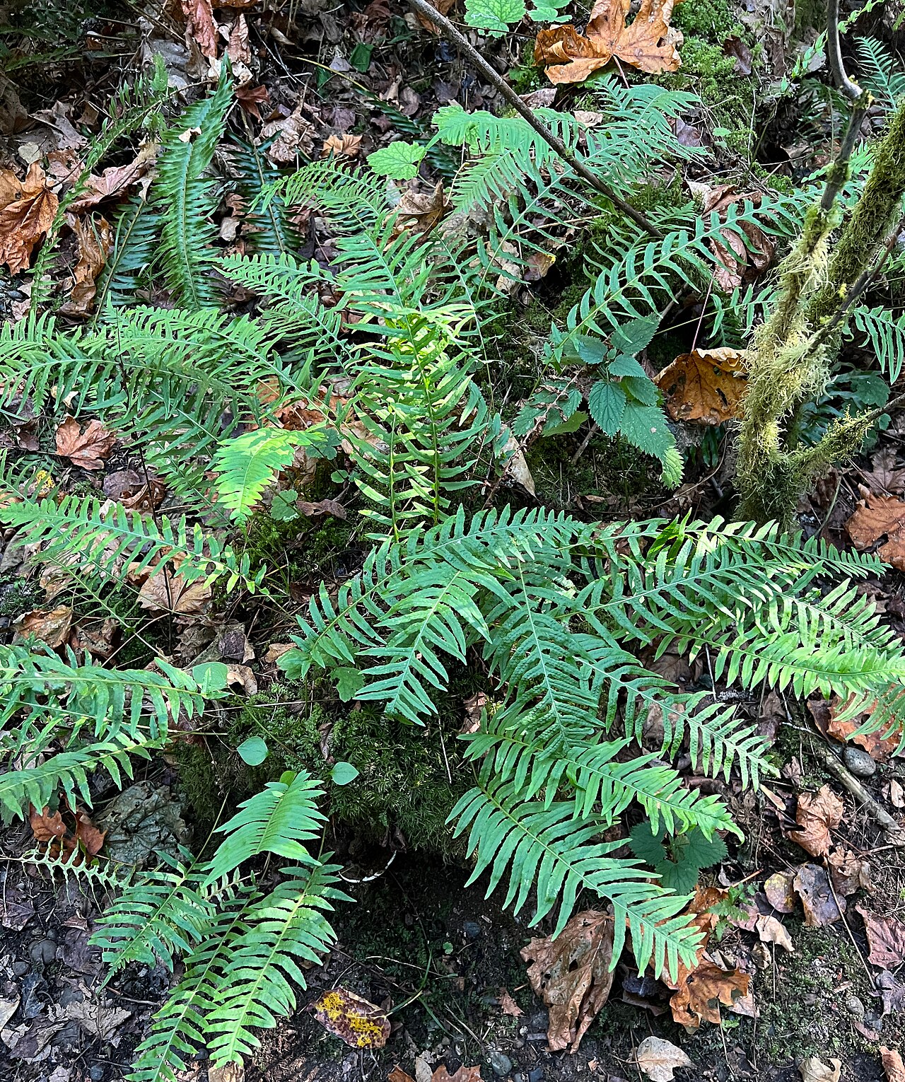 Licorice Fern (Polypodium glycyrrhiza) - PlantNative.org Close-up of Licorice Fern (Polypodium glycyrrhiza) fronds showing the once-divided, finely toothed leaflets