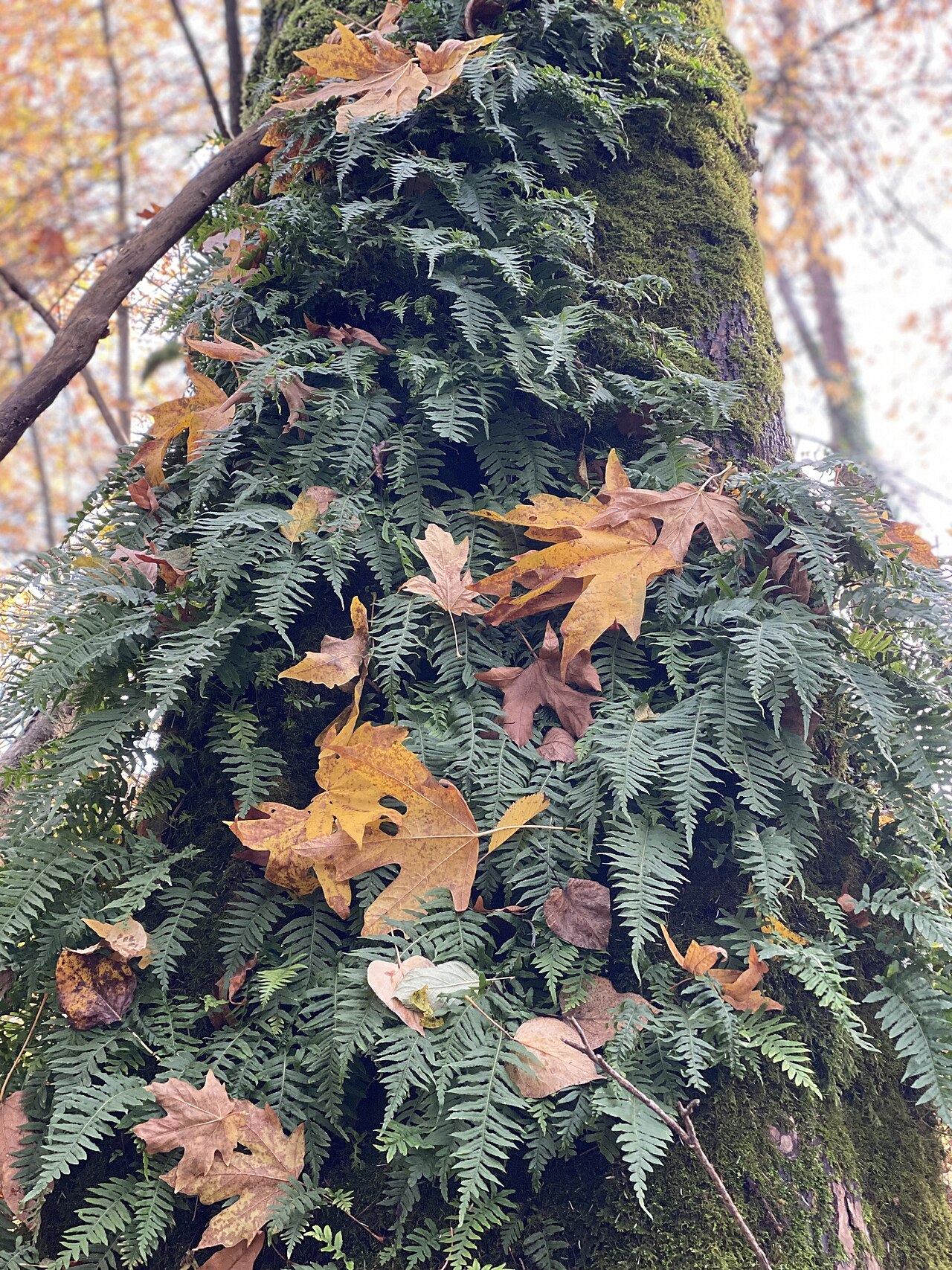Licorice Fern (Polypodium glycyrrhiza) - PlantNative.org Licorice Fern (Polypodium glycyrrhiza) growing epiphytically on a moss-covered bigleaf maple trunk in autumn