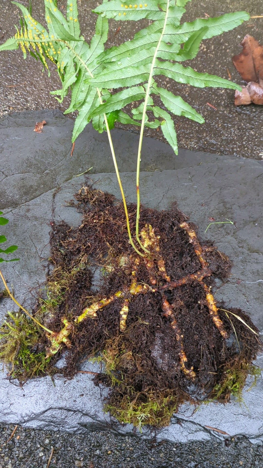 Licorice Fern (Polypodium glycyrrhiza) - PlantNative.org Licorice Fern (Polypodium glycyrrhiza) rhizome with attached fronds and roots exposed, showing the reddish-brown creeping stem