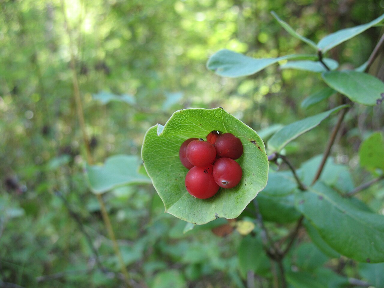 Limber Honeysuckle (Lonicera dioica) - PlantNative.org Clusters of bright red limber honeysuckle (Lonicera dioica) berries held inside a round leaf disc