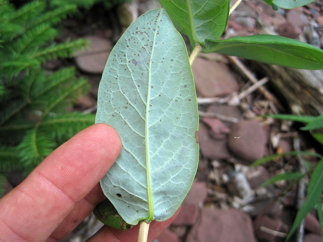 Limber Honeysuckle (Lonicera dioica) - PlantNative.org Underside of a limber honeysuckle (Lonicera dioica) leaf showing its blue-green, glaucous color