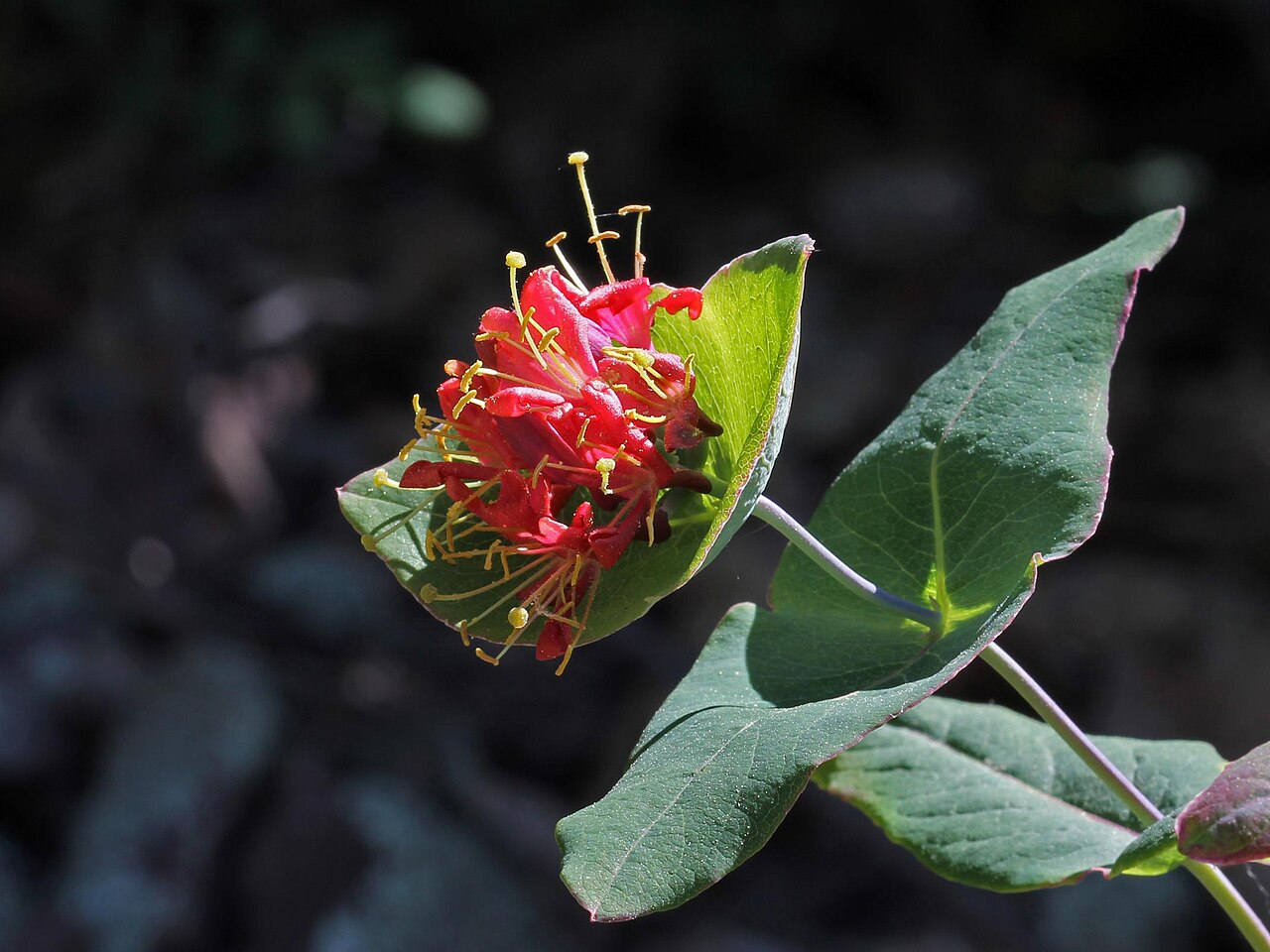 Limber Honeysuckle (Lonicera dioica) - PlantNative.org Limber honeysuckle (Lonicera dioica) flower cluster emerging from a perfoliate pair of fused leaves