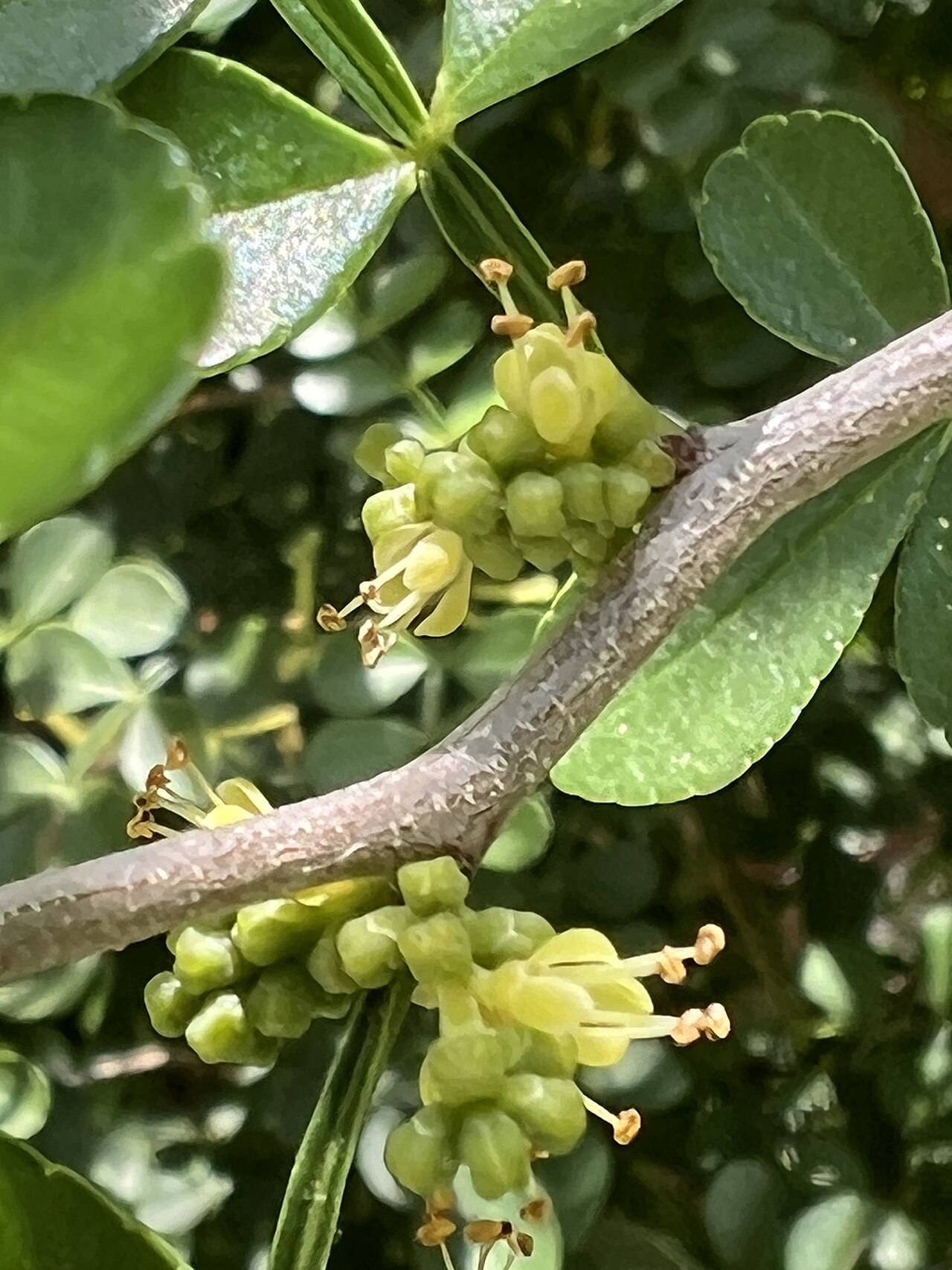 Lime Pricklyash (Zanthoxylum fagara) - PlantNative.org Clusters of tiny greenish-yellow flowers of Lime Pricklyash (Zanthoxylum fagara) in the leaf axils