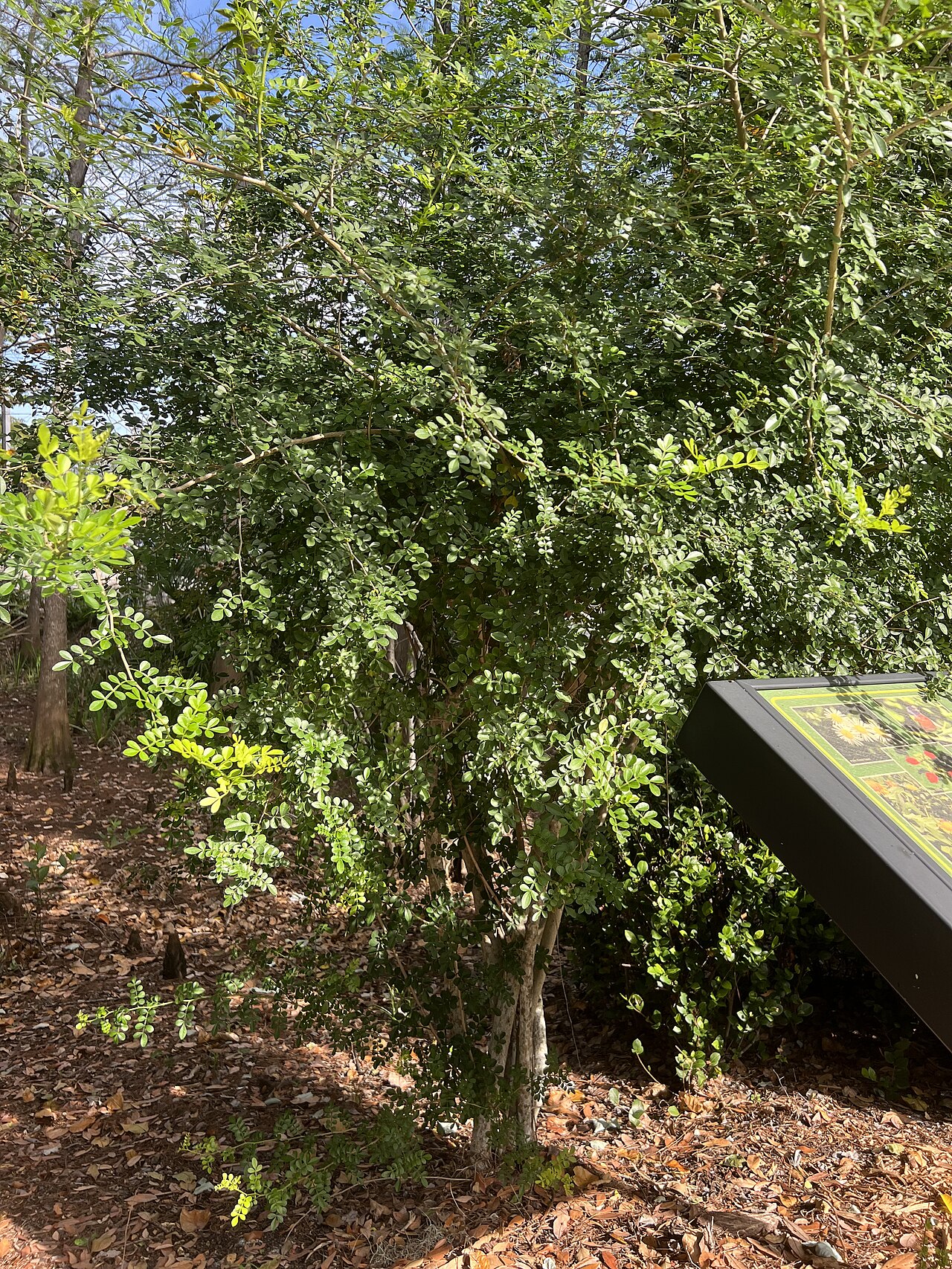 Lime Pricklyash (Zanthoxylum fagara) - PlantNative.org Lime Pricklyash (Zanthoxylum fagara) shrub form with dense glossy pinnately compound foliage