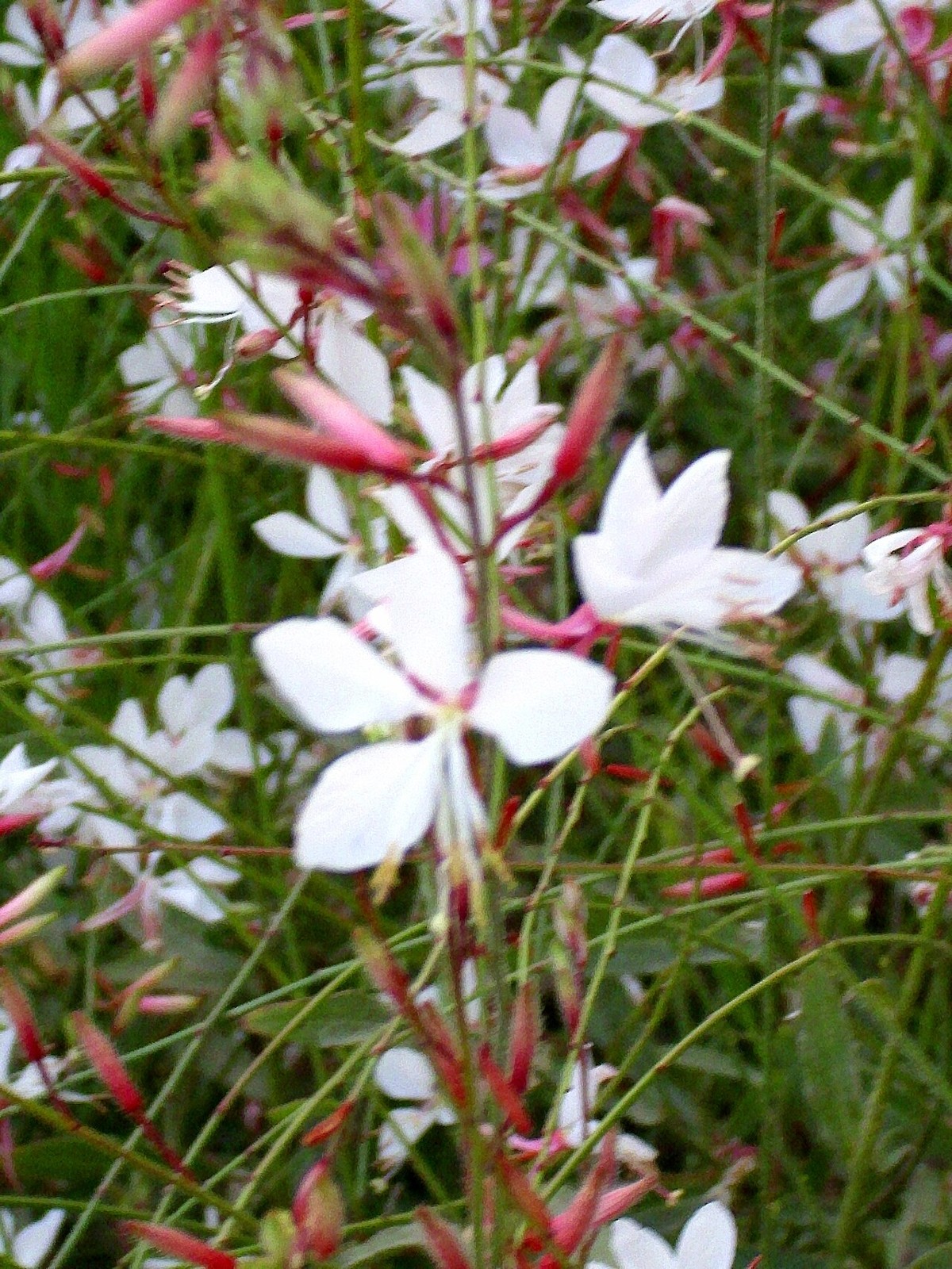 Lindheimer's Beeblossom (Oenothera lindheimeri) - PlantNative.org Close-up of white four-petaled Lindheimer's Beeblossom flowers with pink buds and reddish stems
