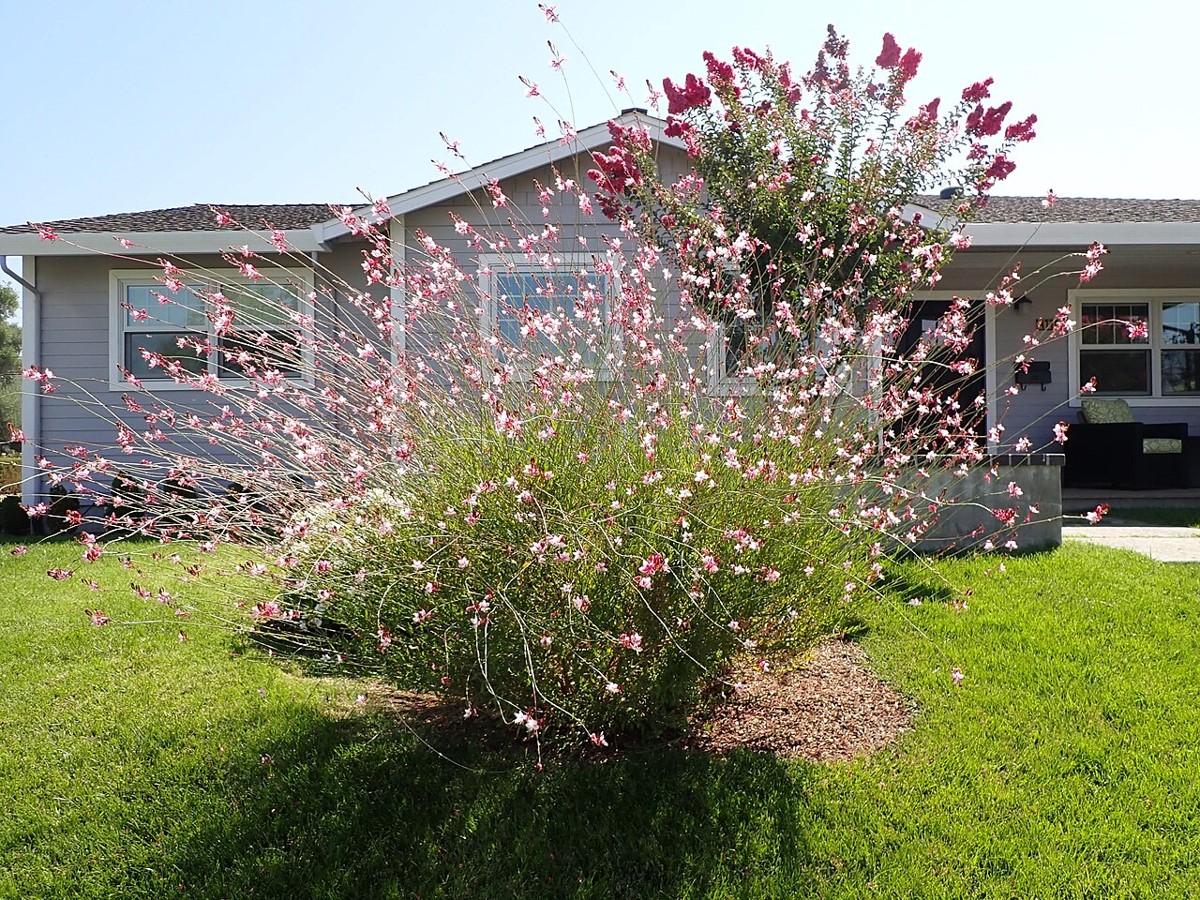 Lindheimer's Beeblossom (Oenothera lindheimeri) - PlantNative.org A mature Lindheimer's Beeblossom shrub-like clump in full bloom in a home landscape, grown as an ornamental outside its native Texas range