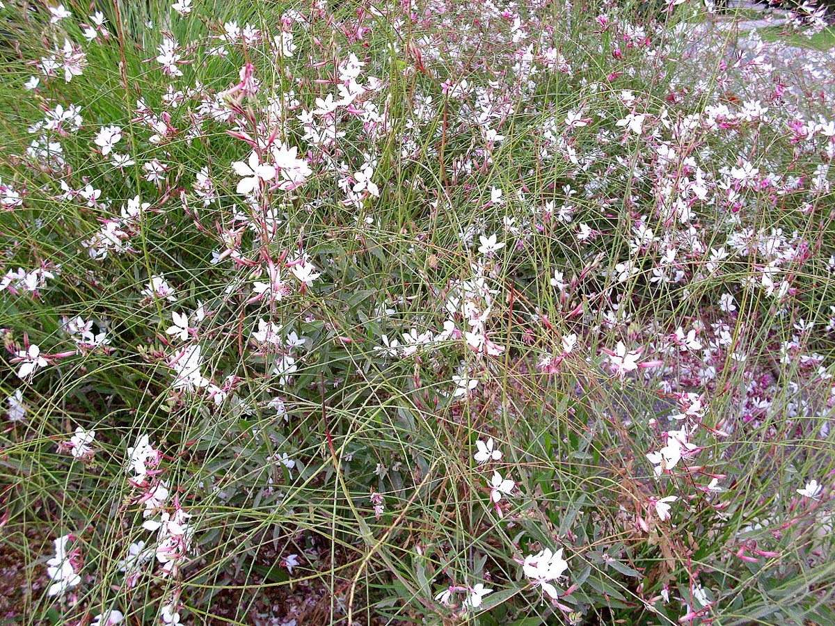Lindheimer's Beeblossom (Oenothera lindheimeri) - PlantNative.org A billowing clump of Lindheimer's Beeblossom (Oenothera lindheimeri) covered in airy white and pink four-petaled flowers