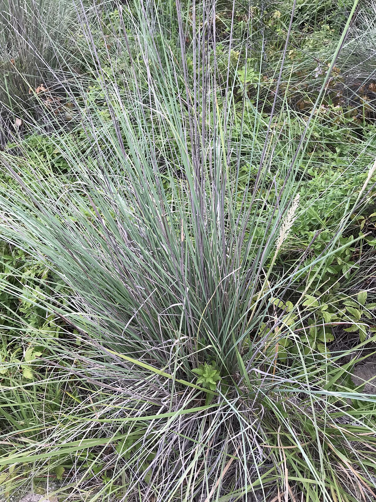 Lindheimer's Muhly (Muhlenbergia lindheimeri) - PlantNative.org Lindheimer's Muhly (Muhlenbergia lindheimeri) forming a fountain-shaped clump of fine, arching blue-green leaf blades
