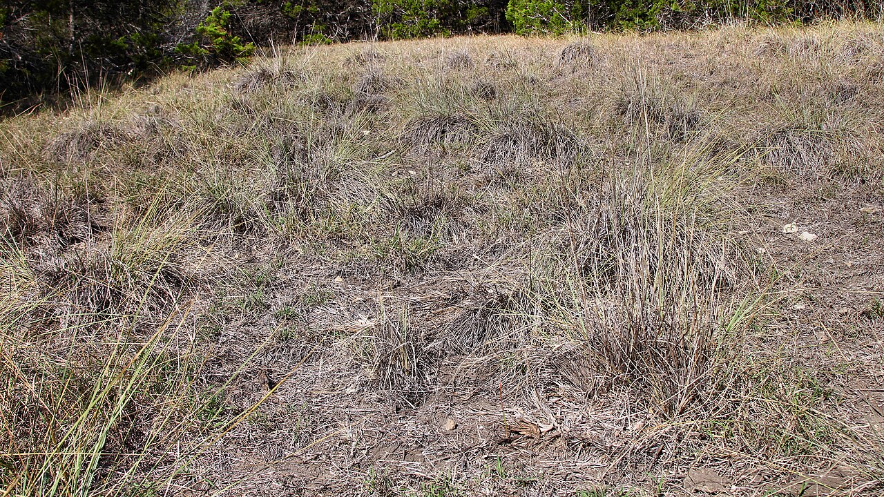 Lindheimer's Muhly (Muhlenbergia lindheimeri) - PlantNative.org Dormant winter clumps of Lindheimer's Muhly (Muhlenbergia lindheimeri) on a limestone hillside at Honey Creek State Natural Area, Texas