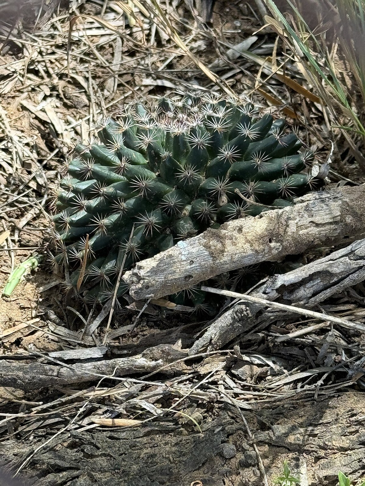 Little Nipple Cactus (Mammillaria heyderi) - PlantNative.org Close-up of Little Nipple Cactus (Mammillaria heyderi) showing dark green tubercles with white radial spines