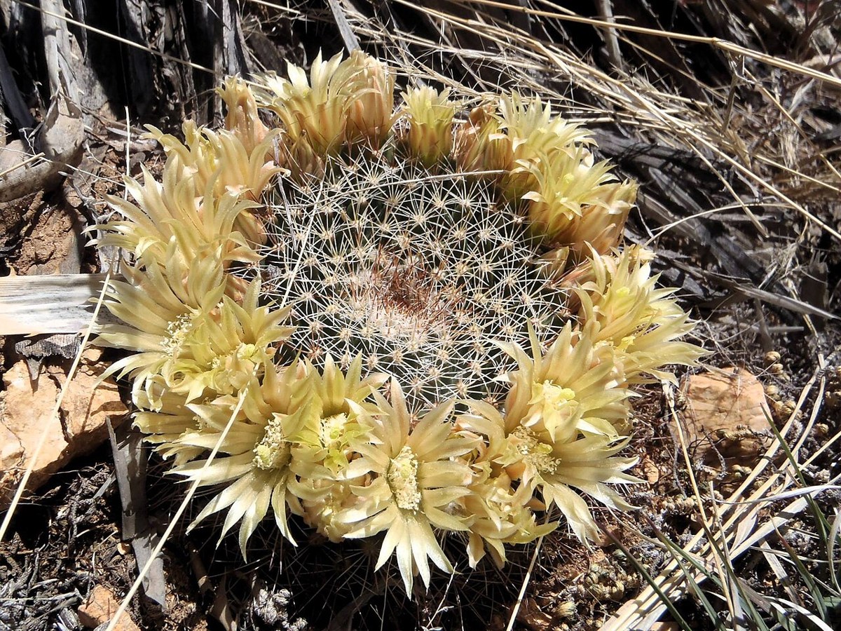 Little Nipple Cactus (Mammillaria heyderi) - PlantNative.org Little Nipple Cactus (Mammillaria heyderi) low spiny cactus ringed with pale yellow-cream flowers growing flush with the desert soil