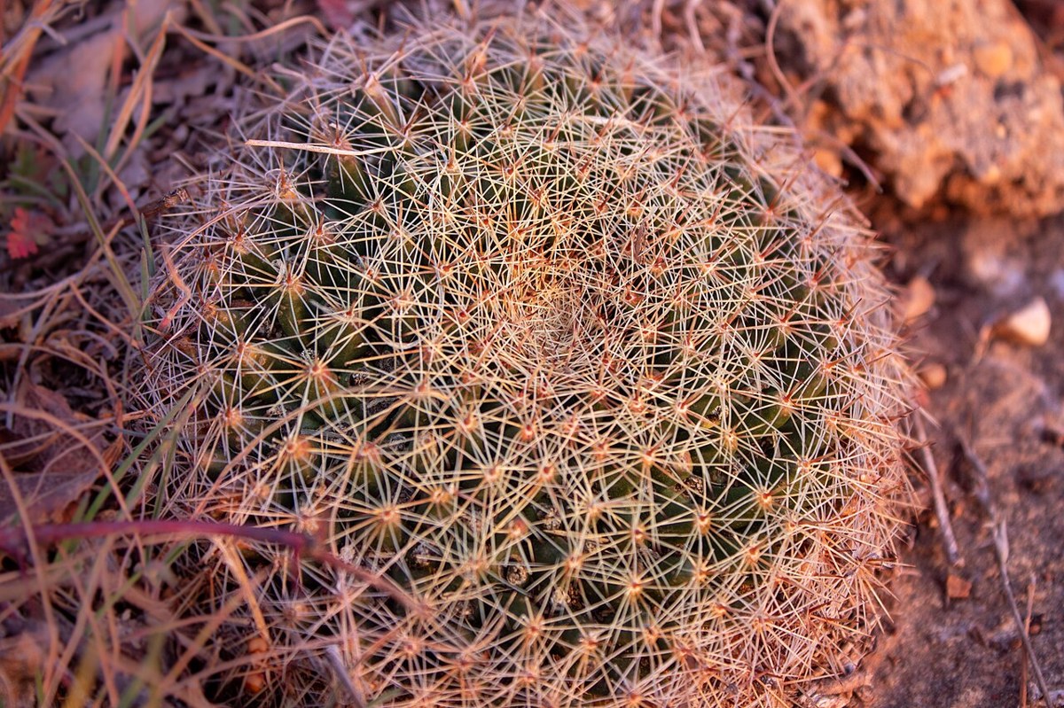 Little Nipple Cactus (Mammillaria heyderi) - PlantNative.org Little Nipple Cactus (Mammillaria heyderi) dense pattern of white radial spines photographed in the West Texas panhandle
