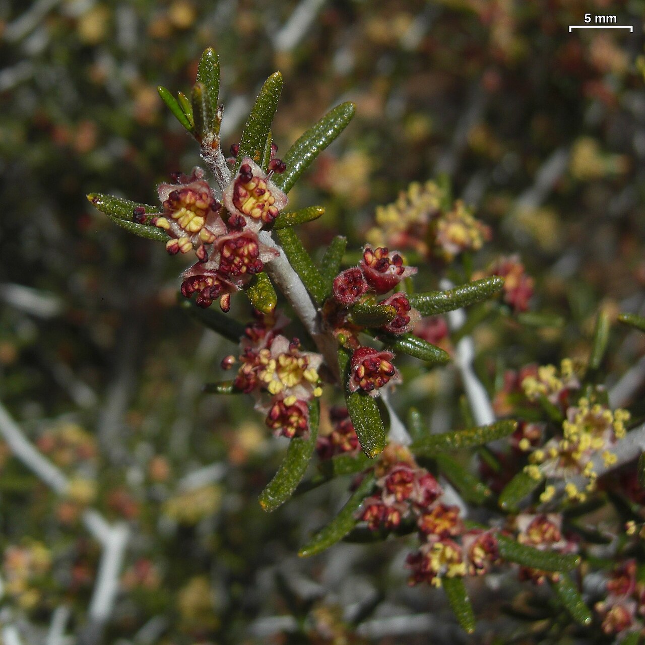 Littleleaf Mountain Mahogany (Cercocarpus intricatus) - PlantNative.org Close-up of littleleaf mountain mahogany (Cercocarpus intricatus) flower with small cup-shaped blossom lacking petals, near Canyonlands, Utah
