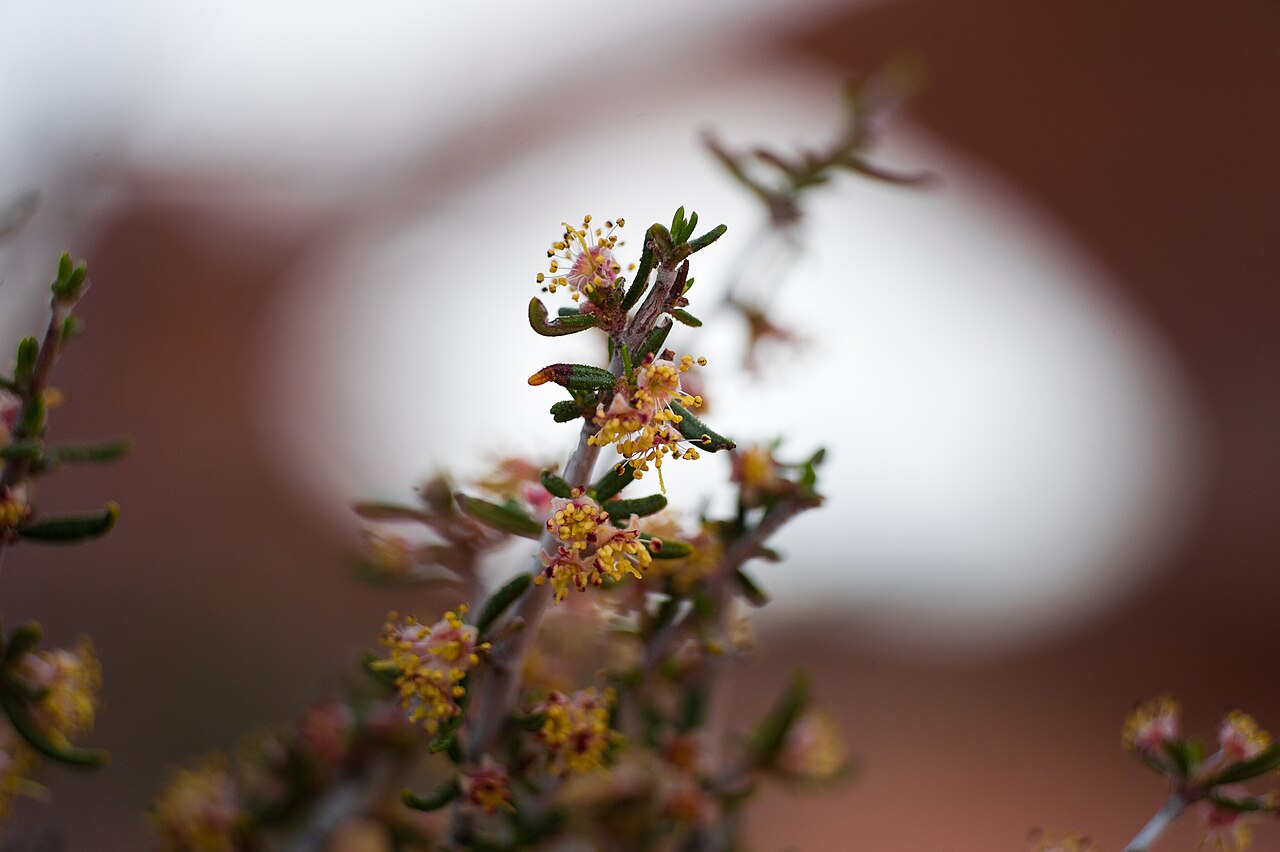 Littleleaf Mountain Mahogany (Cercocarpus intricatus) - PlantNative.org Littleleaf mountain mahogany (Cercocarpus intricatus) with small flowers at South Window, Arches National Park
