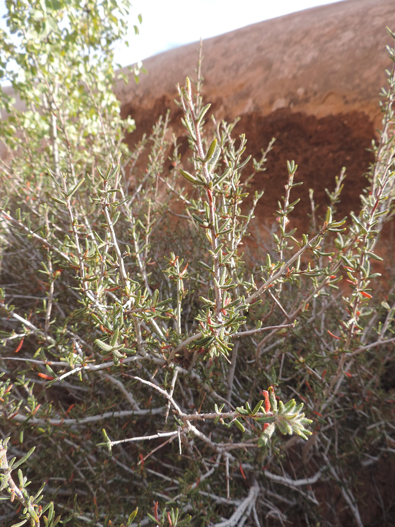 Littleleaf Mountain Mahogany (Cercocarpus intricatus) - PlantNative.org Littleleaf mountain mahogany (Cercocarpus intricatus) shrub with tangled gray branches growing among desert rock at Arches National Park, Utah