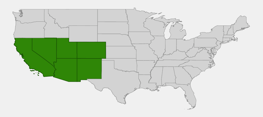 Native range map of littleleaf mountain mahogany (Cercocarpus intricatus) across California, Nevada, Utah, Arizona, Colorado, and New Mexico